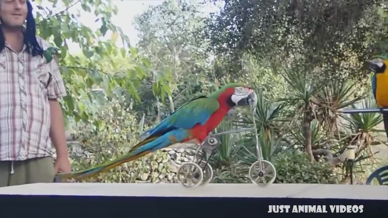 FUNNY PARROTS || Funny BIRD Videos Compilation