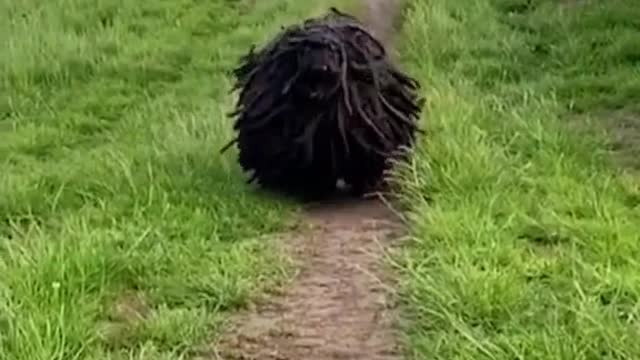 Have you ever seen a dog like that?