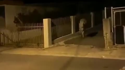 Funny snapshot of a dread cow