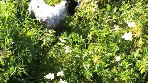 When the neighborhood dog shows you the way to the lake