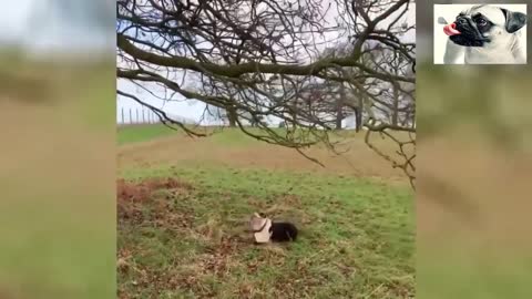 Funny Animals Attacking Humans Funniest Animals Videos 2020