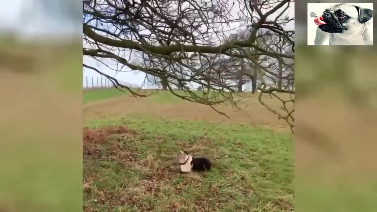 Funny Animals Attacking Humans Funniest Animals Videos 2020