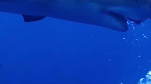 SCUBA DIVING- Florida Atlantic Shark ScubaDive
