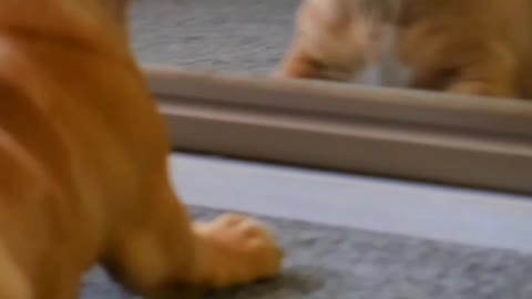 A Dog Fights with his Face Seeing in Mirror