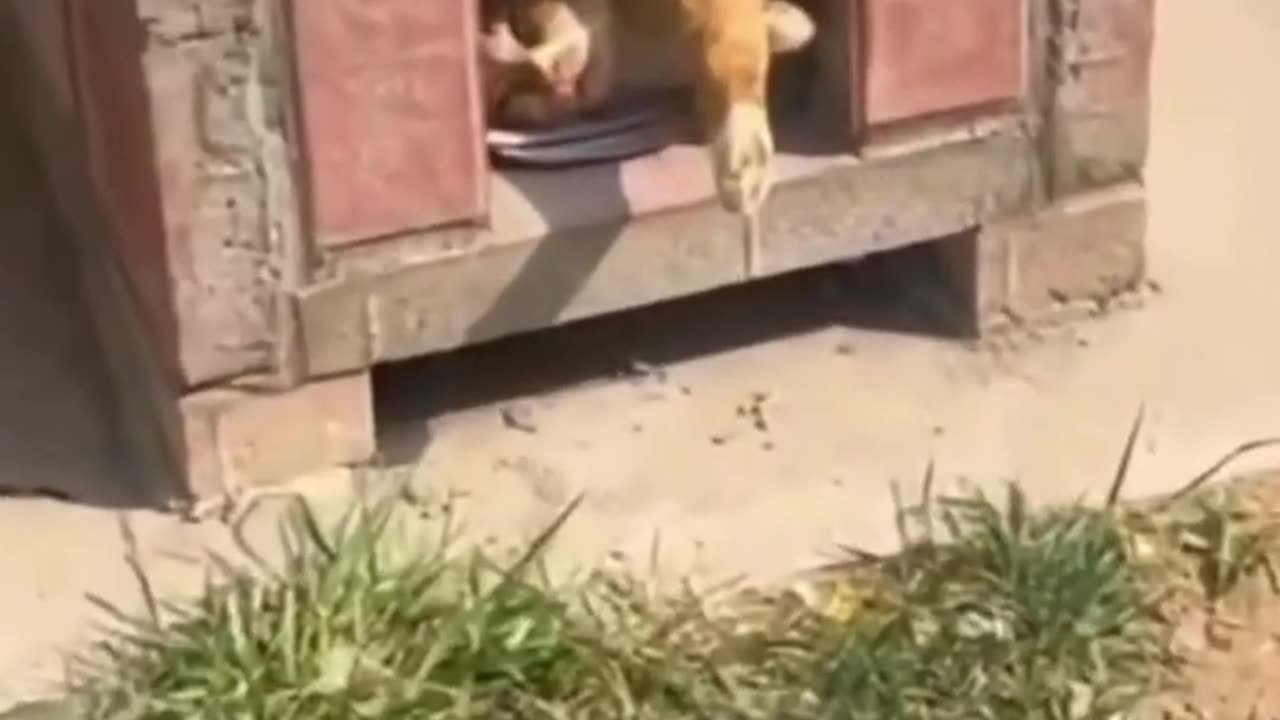 Funniest Animals 2023- Funniest Cats and Dogs