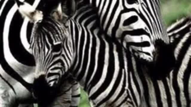 Tiere als Sternzeichen