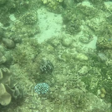 Witnessing Ocean Renewal: Snorkeling on a Healing Reef