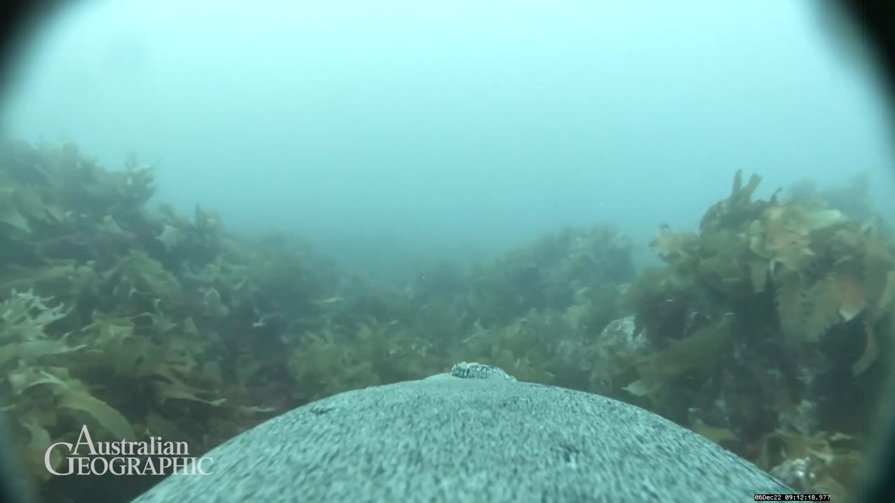 Sea Lion Videographers_ 60 Seconds of Science by Australian Geographic