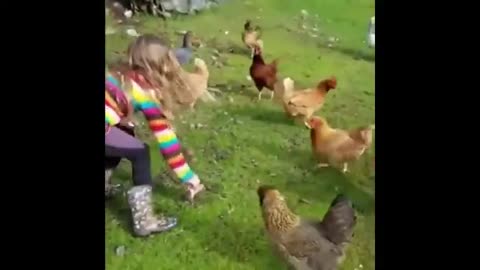 Funny Animals Video