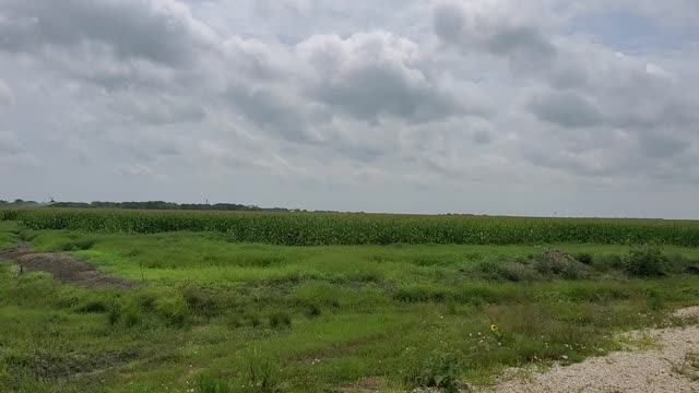 Spraying Corn