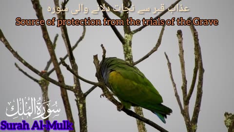 Surah Al-Mulk Beautiful Recitation | Surah Al Mulk Beautiful Tilawat