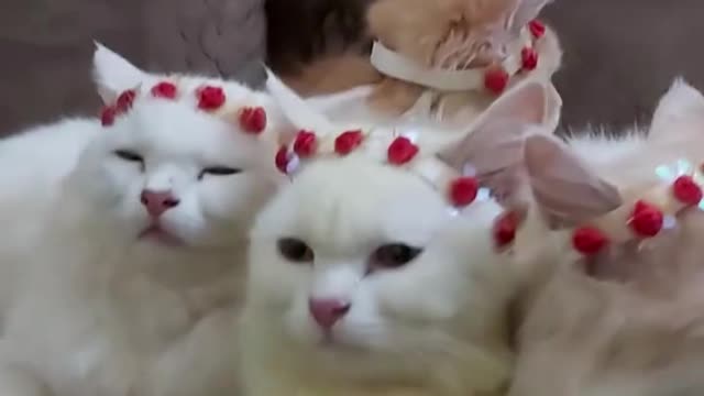 crowning cats are so Cute and beautiful.