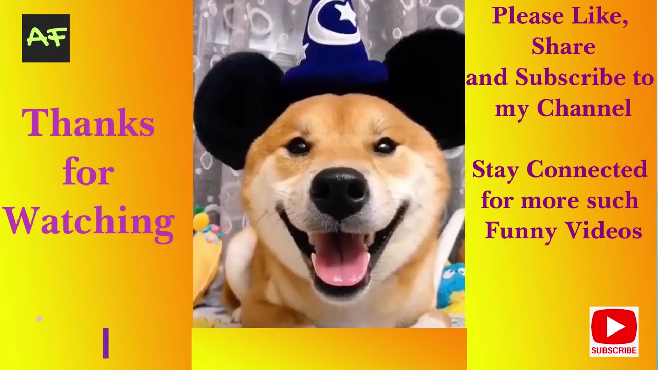 100% Fun, (Cute Kittens & Puppies), Funniest Pets, Awesome Animals, Adorable Pets, Cute Cats & dogs