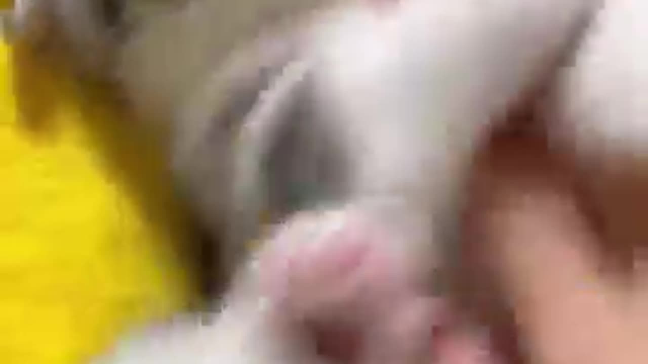 funny cat | funniest video | cat video