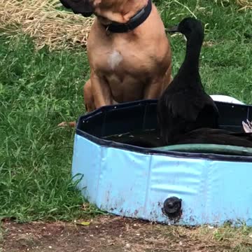Boxer Mix Guards His Ducks While They Bathe and One Sneaks a Peck