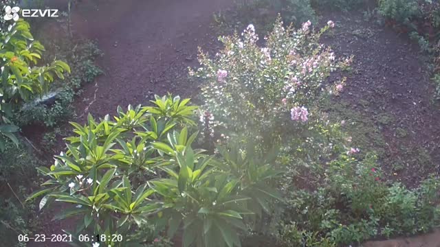 Morning peaceful with birds singing on summer