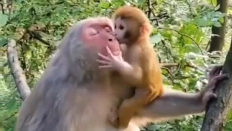 Primate love