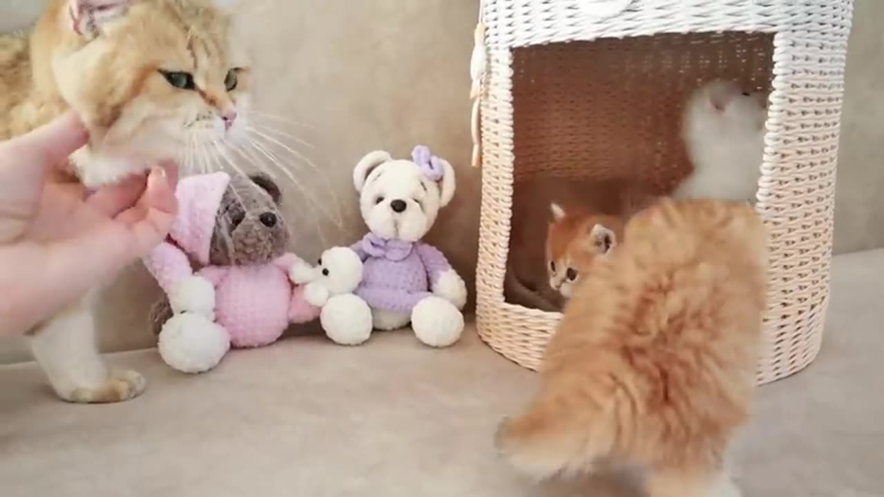 Mom Cat playing and talking #cat #cute #kitten #pets #meow #videos #shorts #dog