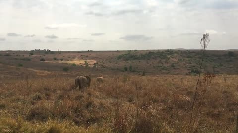 Lions walk in jungle