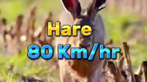 Fastest Animals in the World