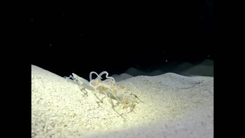 Seen during a night dive