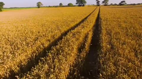 Wheat harvesting