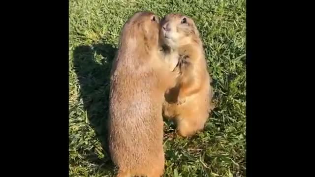 AWW SO CUTE! Cutest baby animals Videos Compilation Cute moment of the Animals - Cutest Animals #01