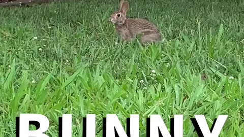 Animal Compilation
