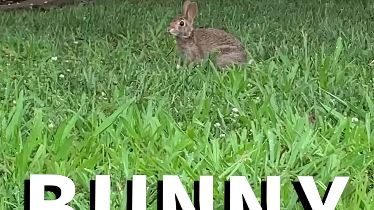 Animal Compilation