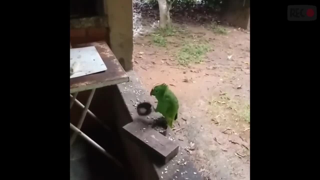 Parrots singing and playing swirling music in Brazil