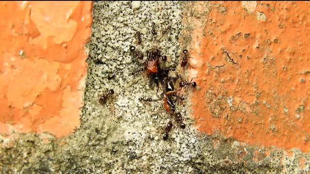 Ants Insects Gets Food Inside Colony