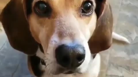 Funny Animals : 😸🐶❤️ Dog Vocalist ❤️ 🐶😸