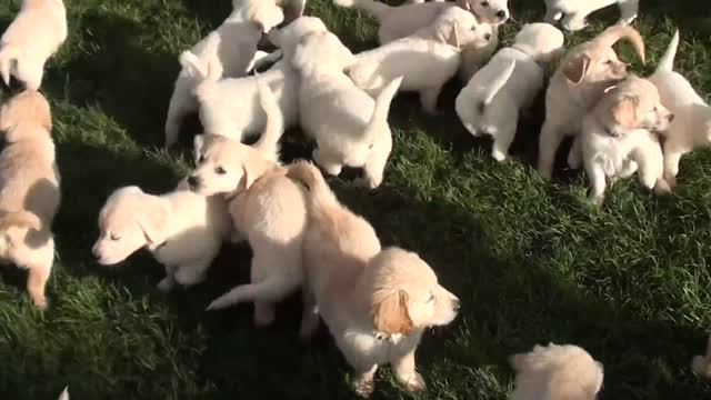 Schwarm von Golden Retriever Welpen play in ground