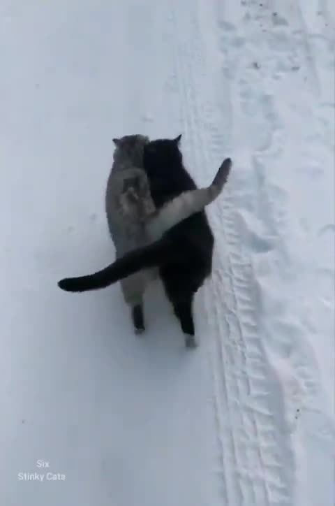 VEJA AGORA!!! Lindos Gatos inseparáveis