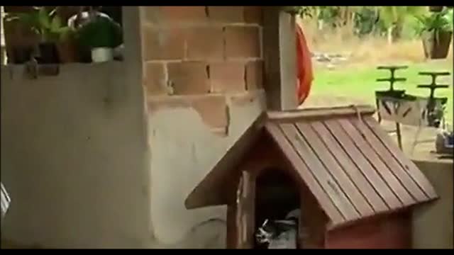 Funny video