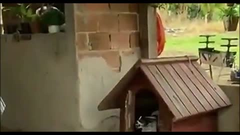 Funny video