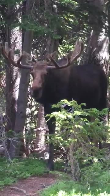 👀 Watch Until the End- This Moose Moment is Truly Unbelievable! 😲 #shorts #wildlife #nature
