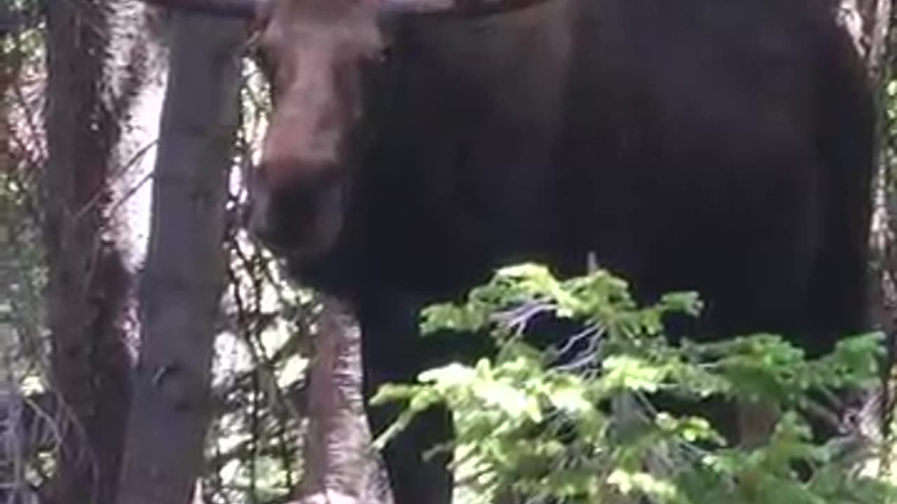 👀 Watch Until the End- This Moose Moment is Truly Unbelievable! 😲 #shorts #wildlife #nature