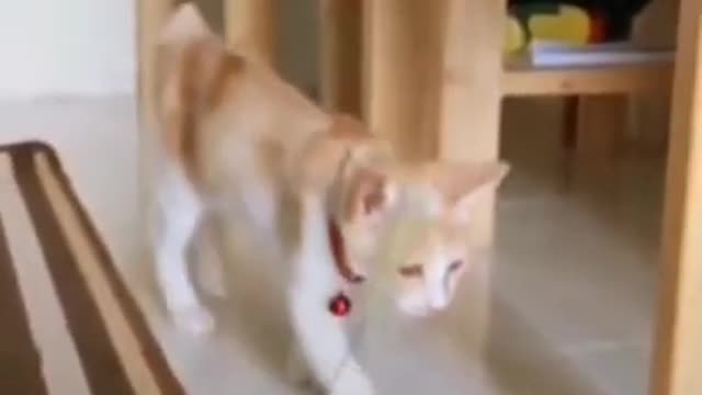 Cat😁fanny🧐video_nice