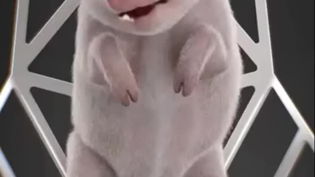 pig crying || funny video | 2021