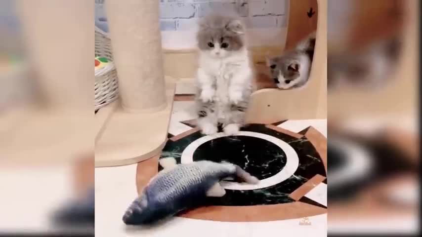 ✌✌Baby Cats💋💋 - Cute and 😂😂Funny Cat🍗🍗 Videos Compilation👍👍👍