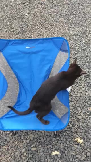 Coco the Bombay kitten