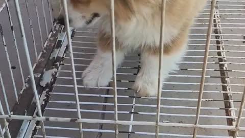 Short-legged yellow dog is sleepy