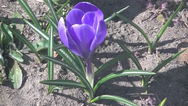 Beautiful blooming flower - time lapse video