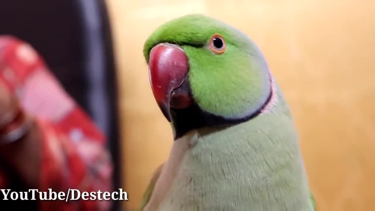 Yeavideoapneparrotkodikhaoaurbolnasikhaop1
