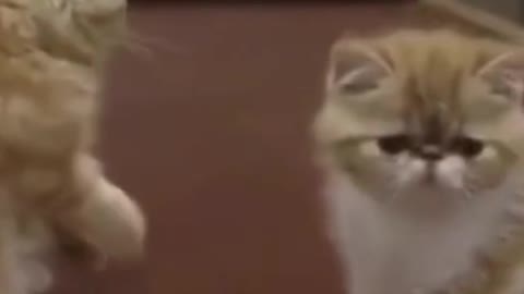 persian baby cats playing and fighting #funny #cats