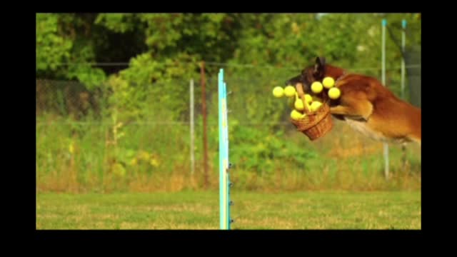 Dog funny video #shorts animal video