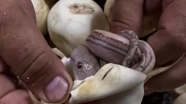 Learn how a baby snake is when it is taken from its own egg