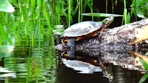 Painted Turtle