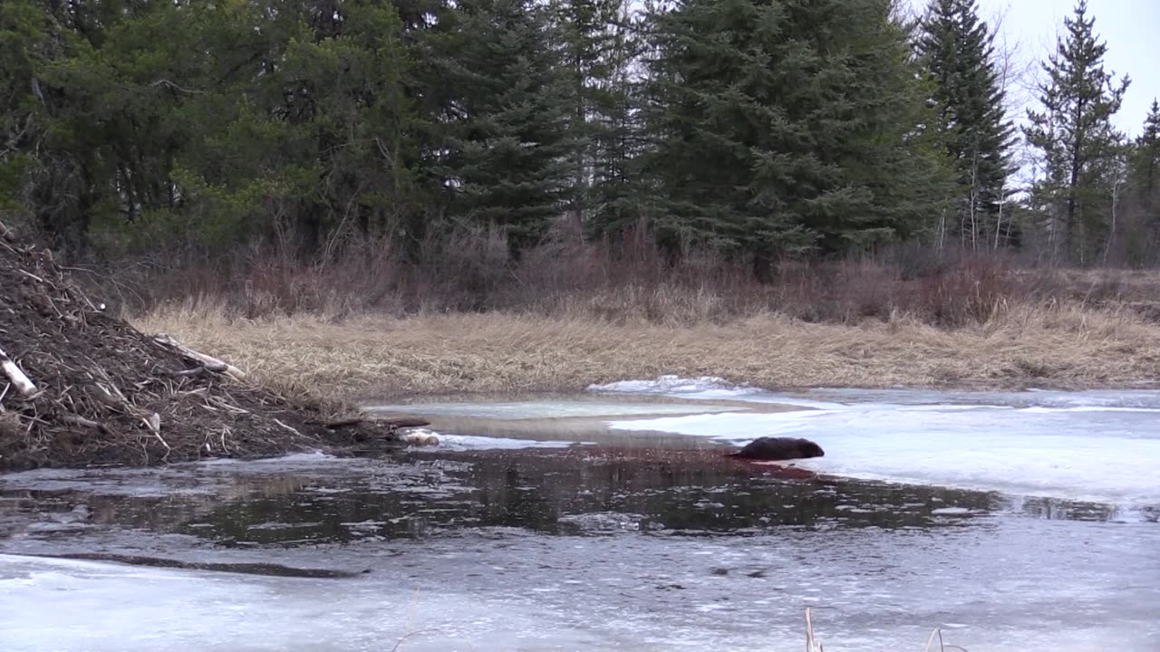 Trapping Inc Season 4 Episode 13 Under Ice Beaver!